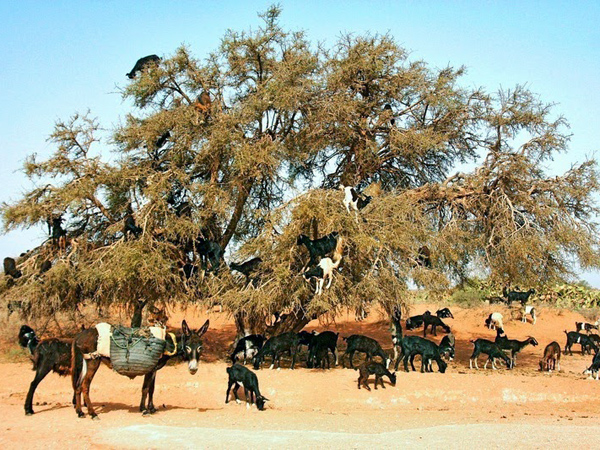 Demi Bertahan hidup, Kambing Di Maroko Jadi Pandai Memanjat Pohon